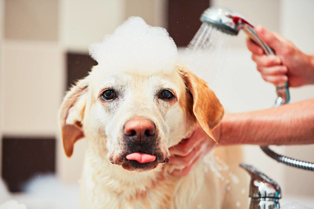 grooming bath labrador