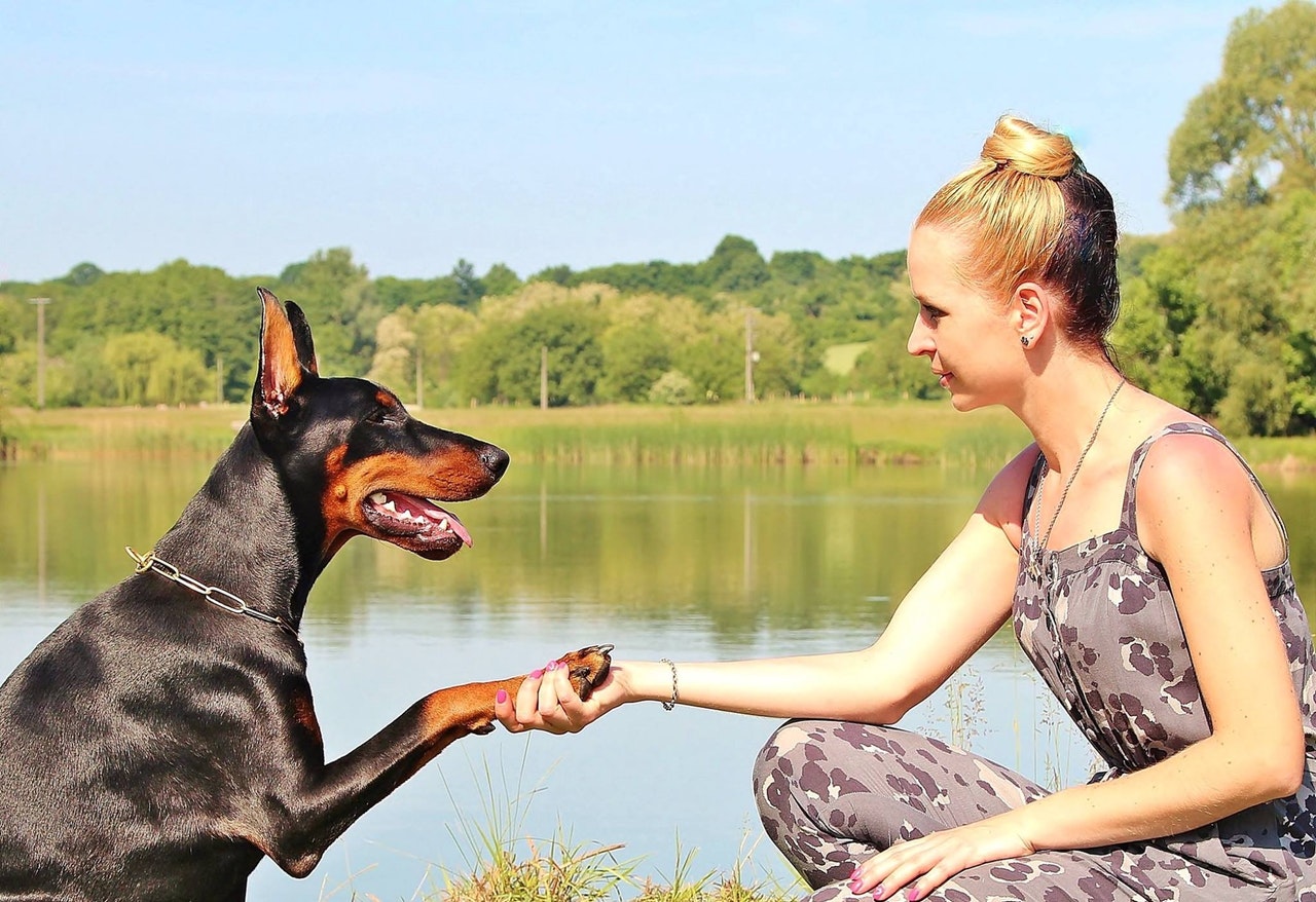 Why Positive Reinforcement in Dogs works?