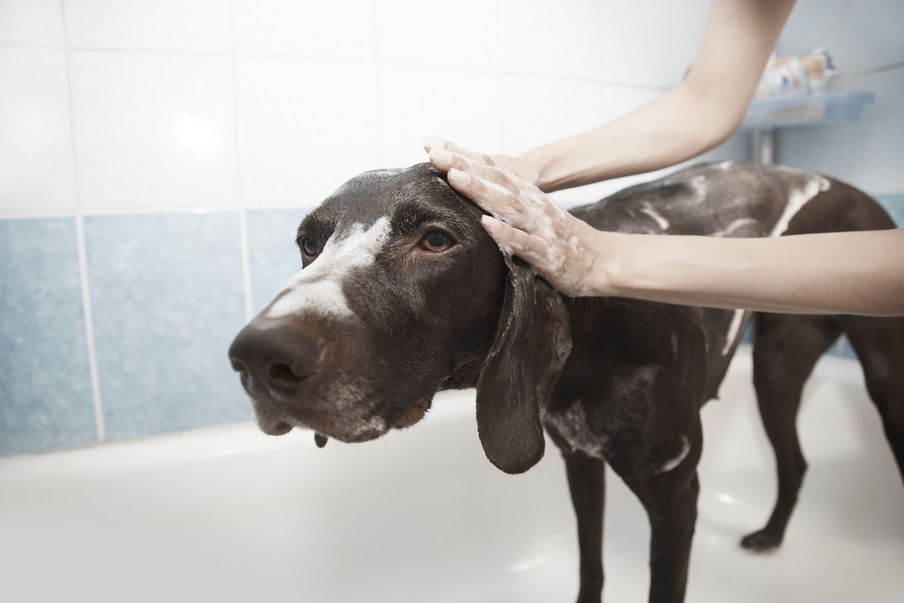 The Different Grooming Needs Of Your Pet Dog And Cat