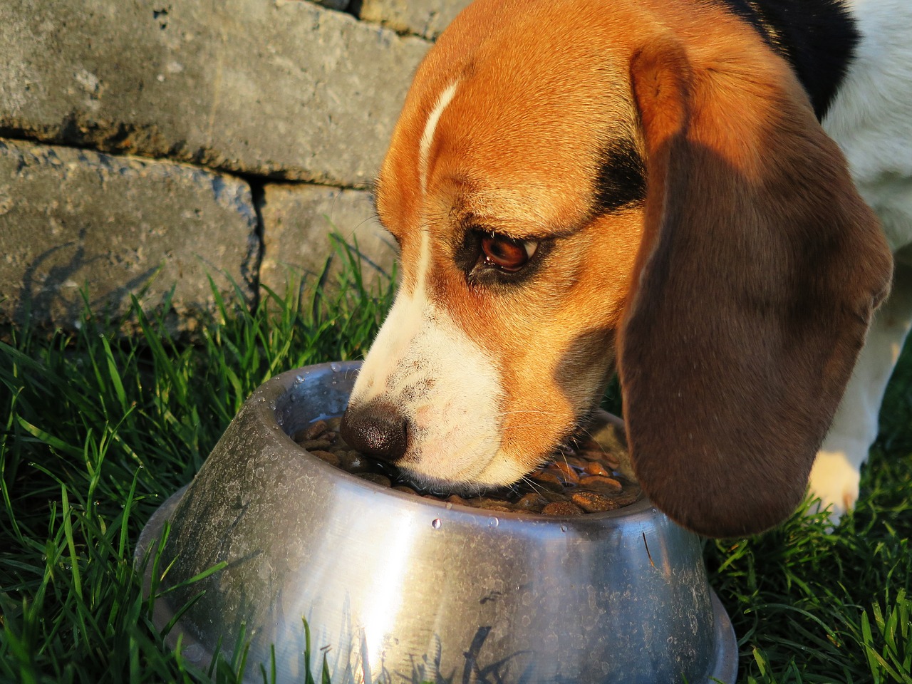 Don’t Be Confused with the Types of Dog Foods