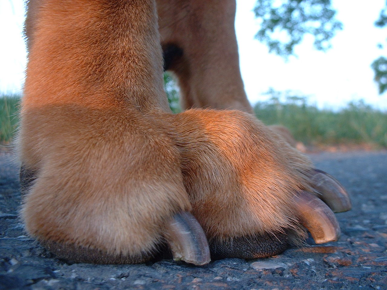 How to Trim Your Dog’s Nails