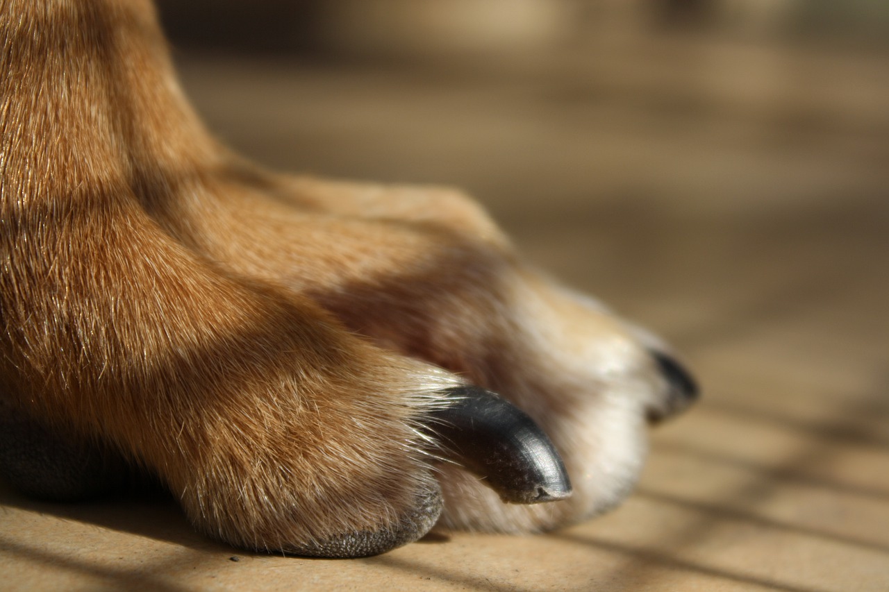 How To Trim Your Dog’s Nails