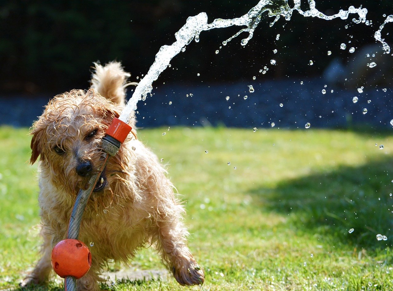 Dog Play Styles: The Favorites of a Dog