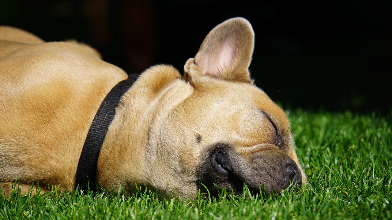 Know How Your Pet Dog Sleep And The Common Sleep Disorders