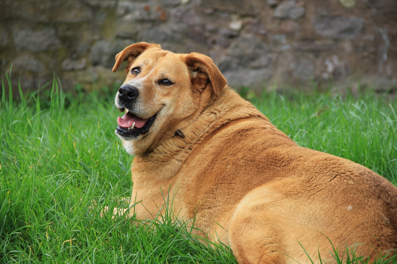 Tips for Handling Obesity In a Dog Day-Care Facility