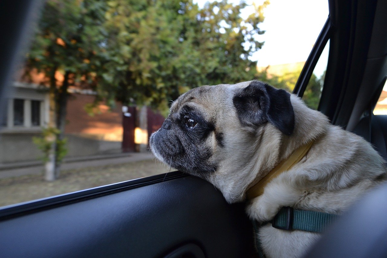 Keeping Your Dog Safe In The Car