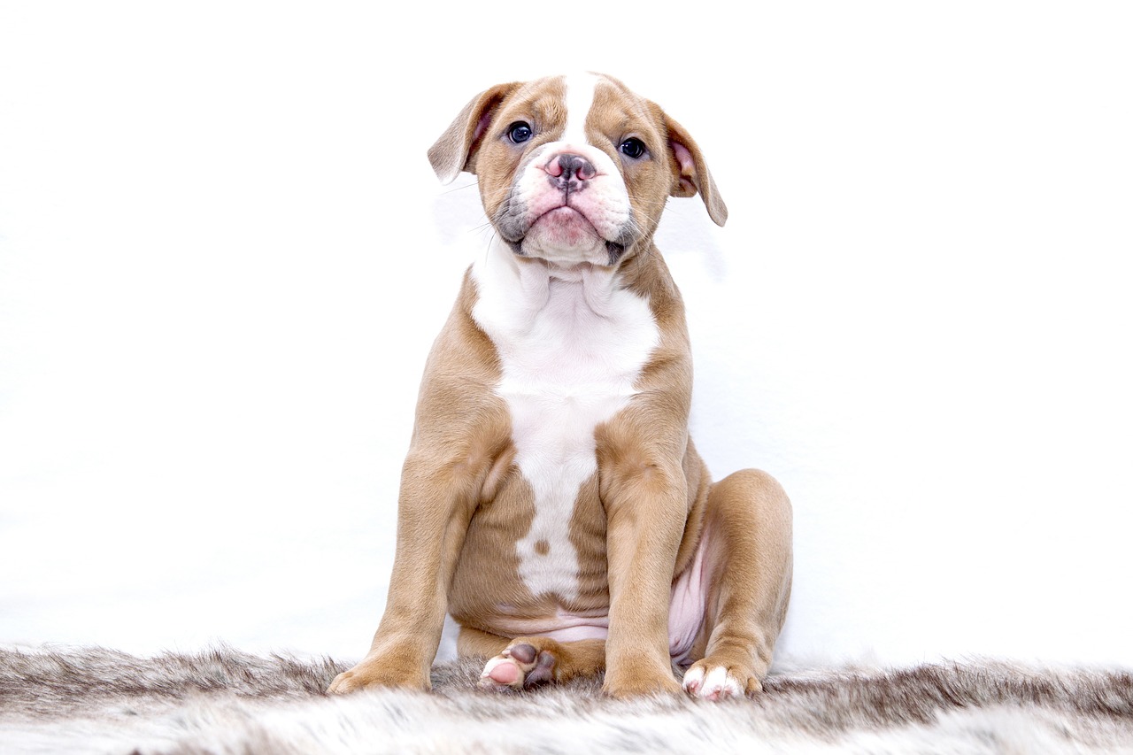 3 Key Reasons Why You Should Think About Dog Boarding Centers
