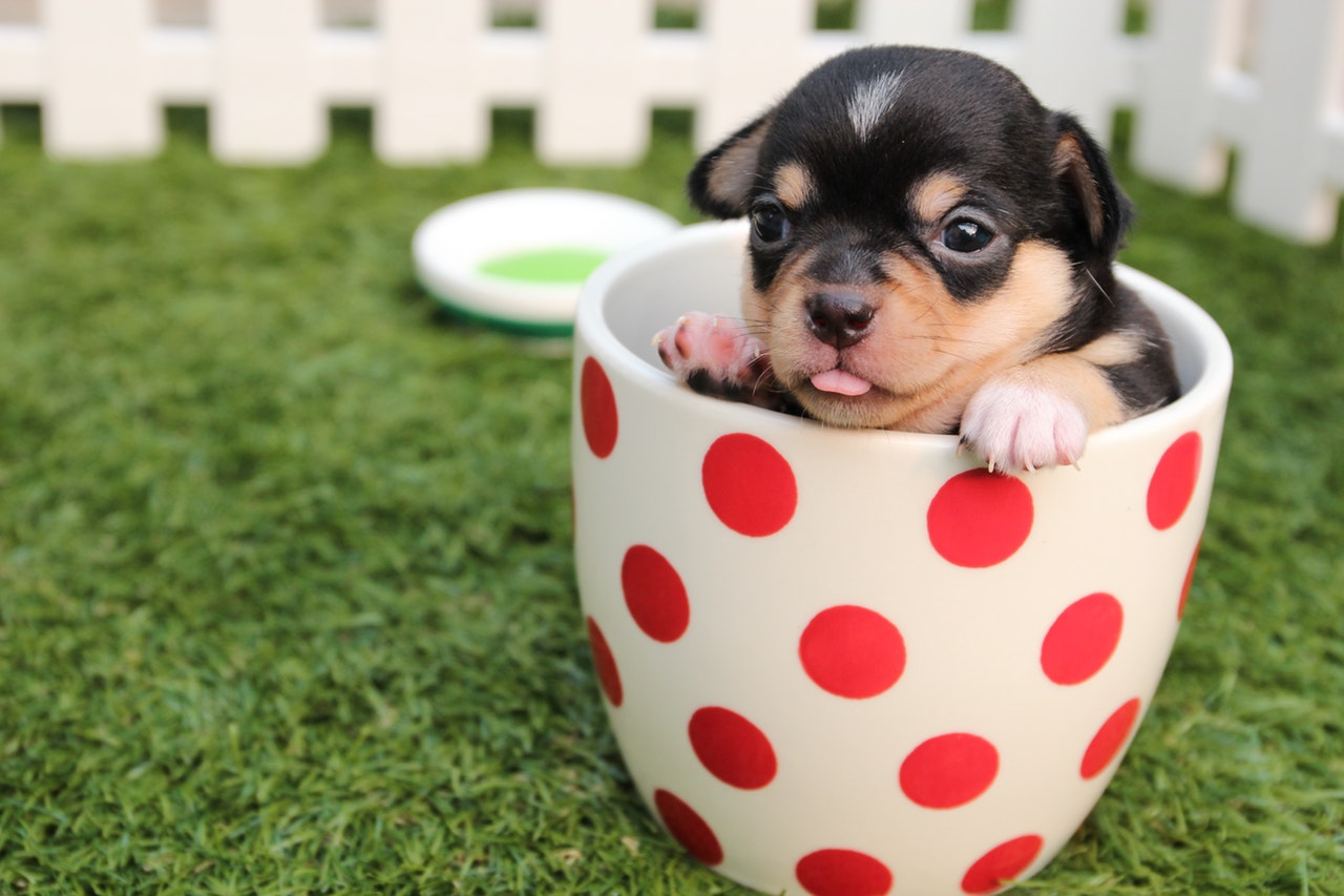 puppy in cup