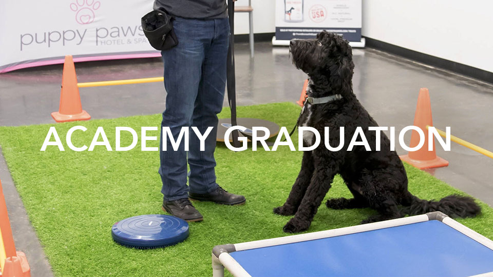 Puppy Paws Academy Online Curriculum