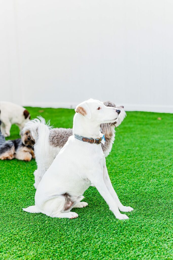Dog in daycare practicing "sit" command, part of Academy Club